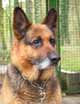 Photo chien Sam berger allemand utilise pour le tableau animalier personnalis